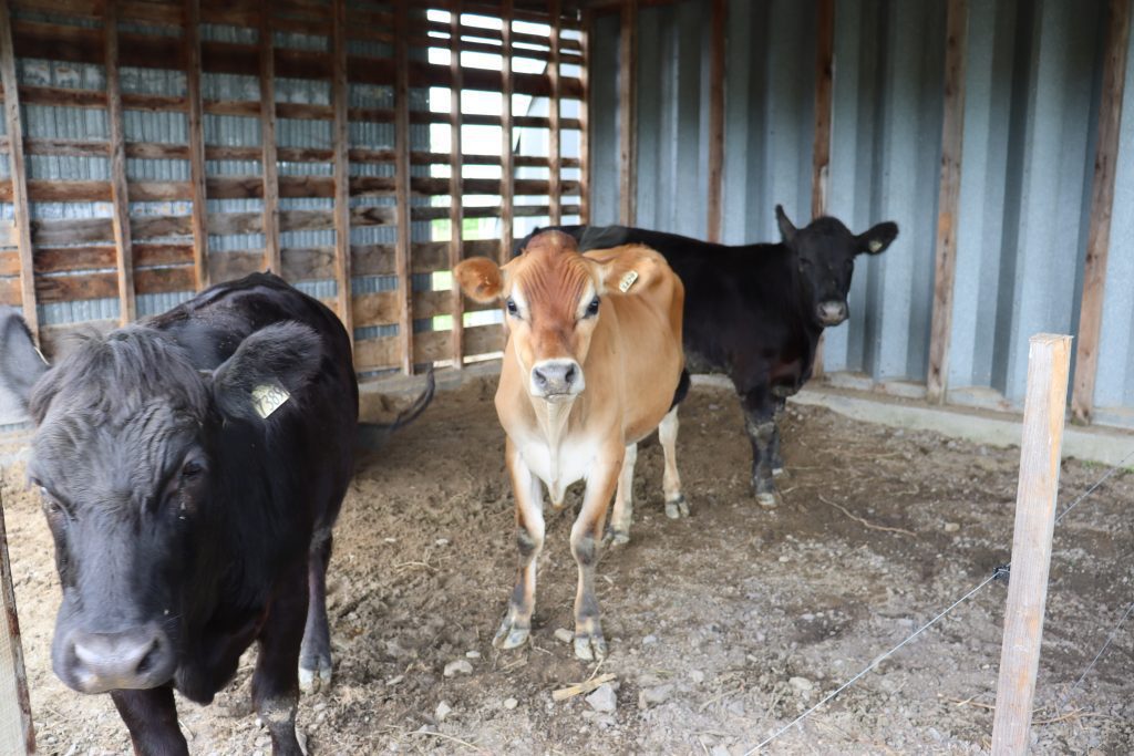 La Ferme Surprenante, Mylene-Surprenant, a bénéficié d’un prêt provenant du Fonds de microcrédit agricole (FMAVR).