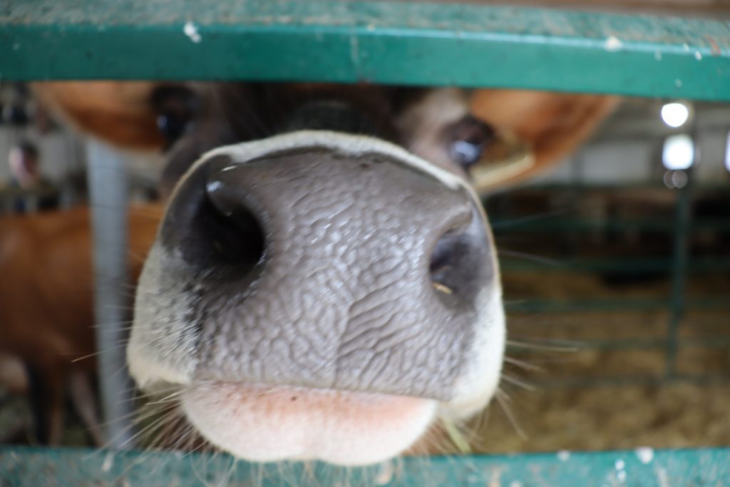 La Ferme Surprenante, Mylene-Surprenant, a bénéficié d’un prêt provenant du Fonds de microcrédit agricole (FMAVR).